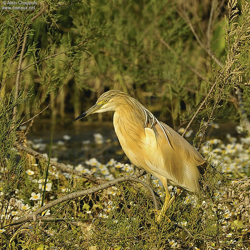 Crabier cheveluadulte nuptial, identification, Comportement