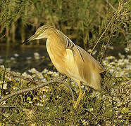 Squacco Heron