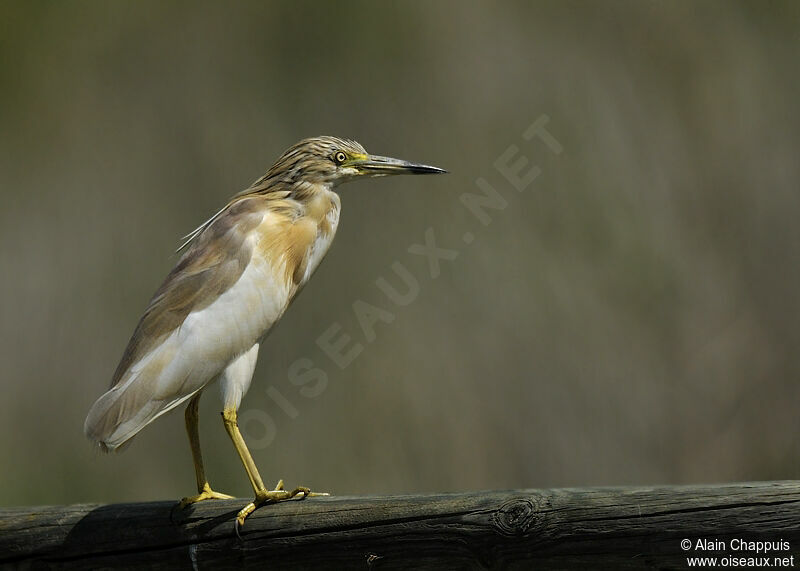 Crabier cheveluadulte nuptial, identification, Comportement