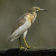 Squacco Heron