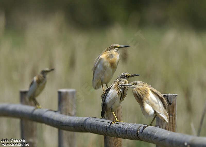 Squacco Heronadult post breeding, Behaviour