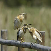 Squacco Heron