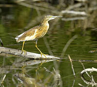 Squacco Heron