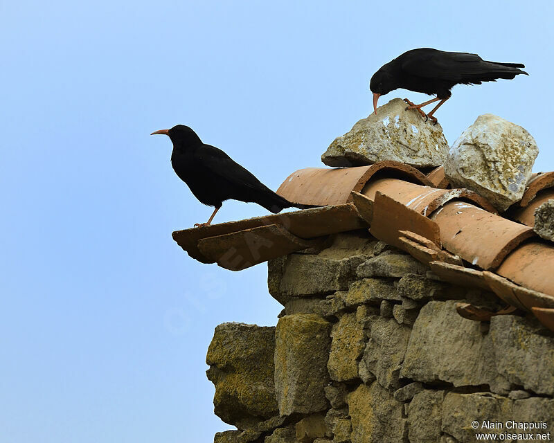 Red-billed Chough , identification, Behaviour