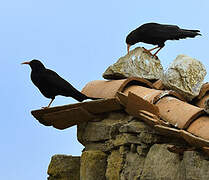 Red-billed Chough