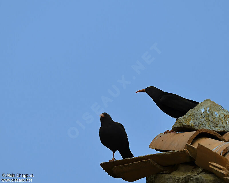 Red-billed Chough adult, identification, Reproduction-nesting, Behaviour