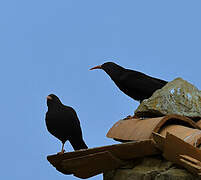 Red-billed Chough