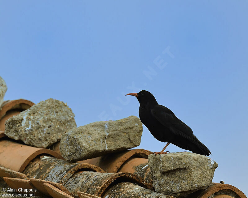 Red-billed Choughadult, identification, Behaviour