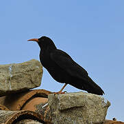 Red-billed Chough