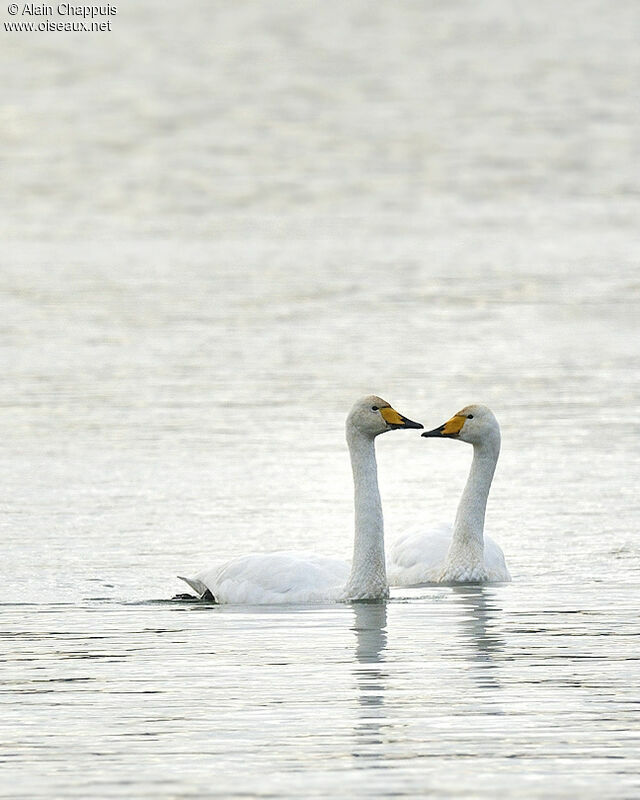 Whooper Swan adult, identification, Behaviour