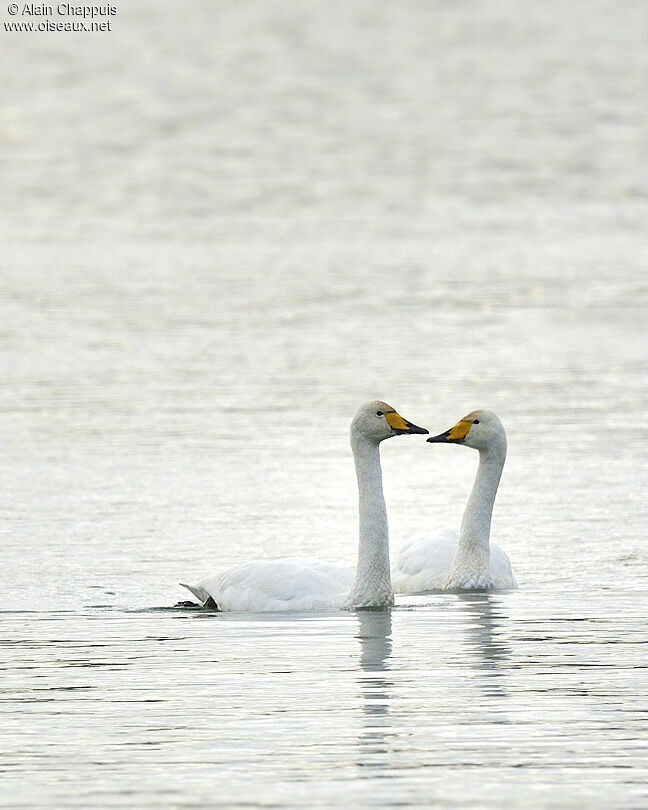 Cygne chanteur adulte, identification, Comportement