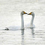 Whooper Swan