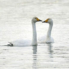 Cygne chanteur