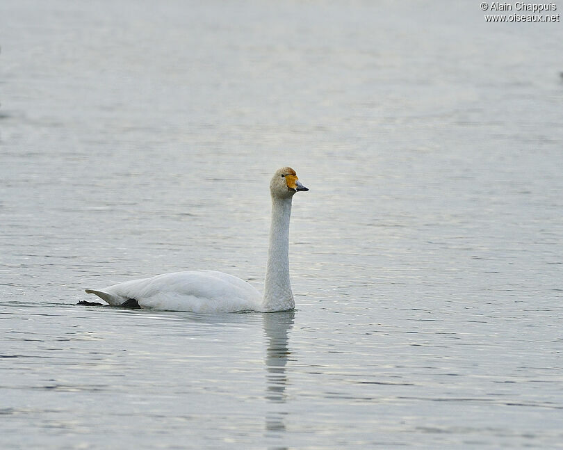 Whooper Swanadult, identification, Behaviour