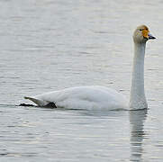 Cygne chanteur