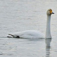 Cygne chanteur