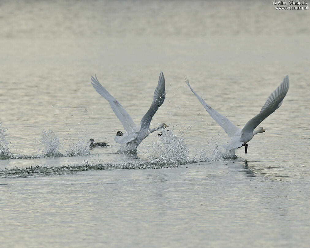 Cygne chanteur adulte, identification, Comportement