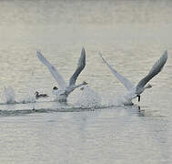 Whooper Swan