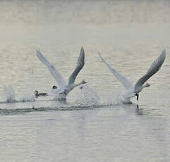 Cygne chanteur