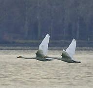 Whooper Swan