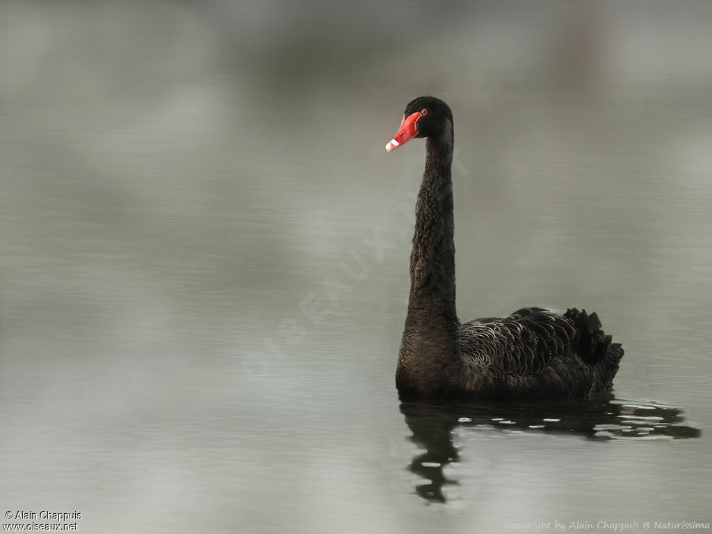 Black Swan