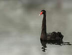 Cygne noir