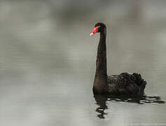 Black Swan