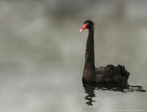 Cygne noir