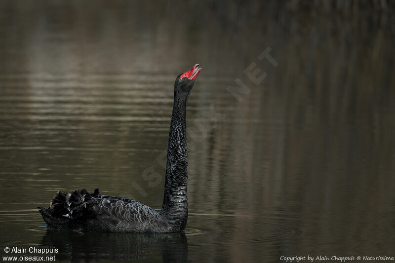 Black Swan male adult breeding, identification