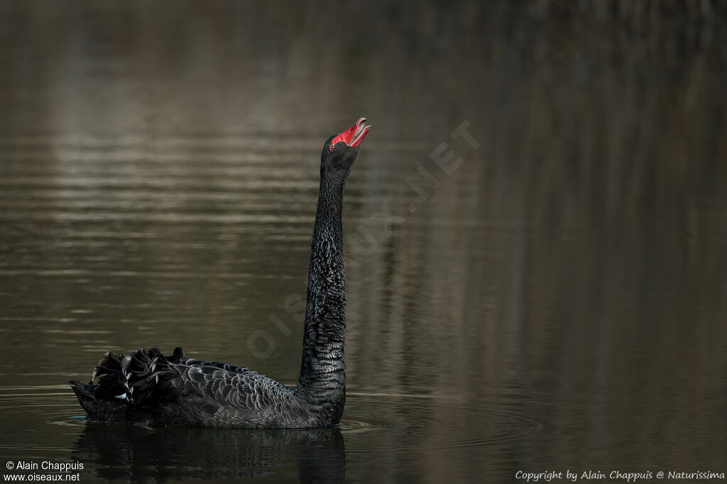 Black Swan male adult breeding, identification