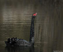 Cygne noir