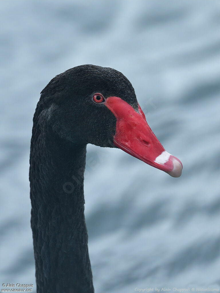 Black Swan male adult breeding, identification