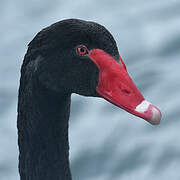 Black Swan