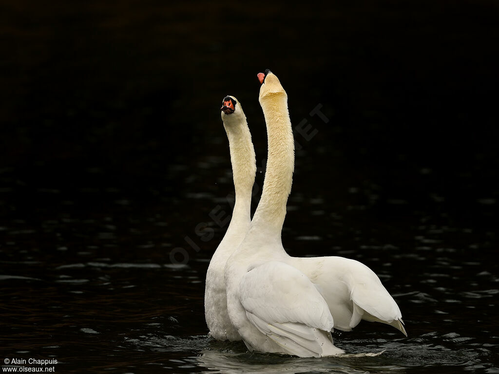 Cygne tuberculéadulte nuptial, parade