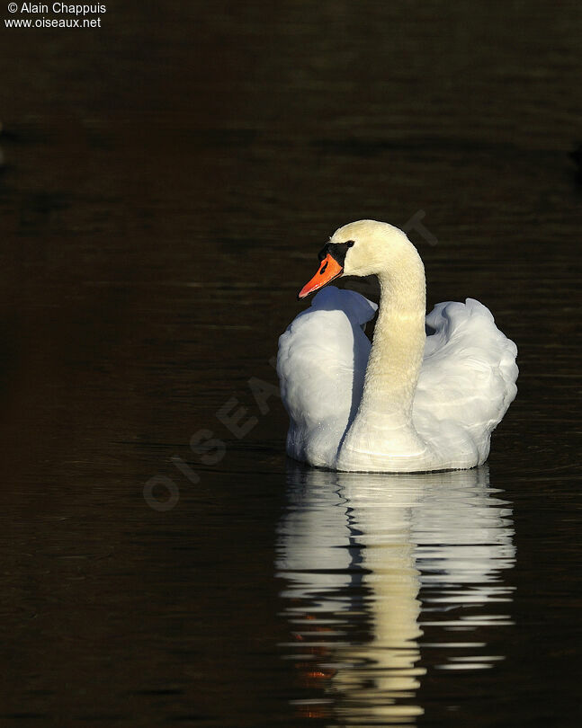 Mute Swanadult, identification, Behaviour