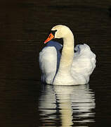 Cygne tuberculé