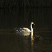 Cygne tuberculé