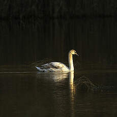 Cygne tuberculé