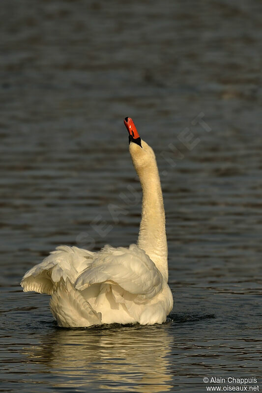 Cygne tuberculé mâle adulte, identification, Comportement