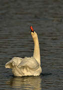 Mute Swan