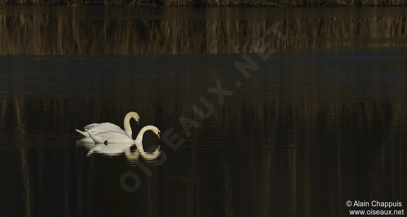 Cygne tuberculé adulte, identification, Comportement