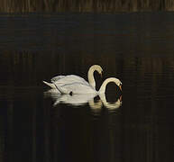 Mute Swan