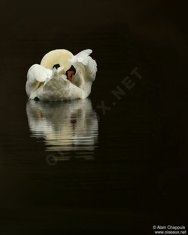 Mute Swan male adult, identification, Behaviour