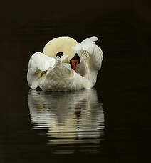 Cygne tuberculé