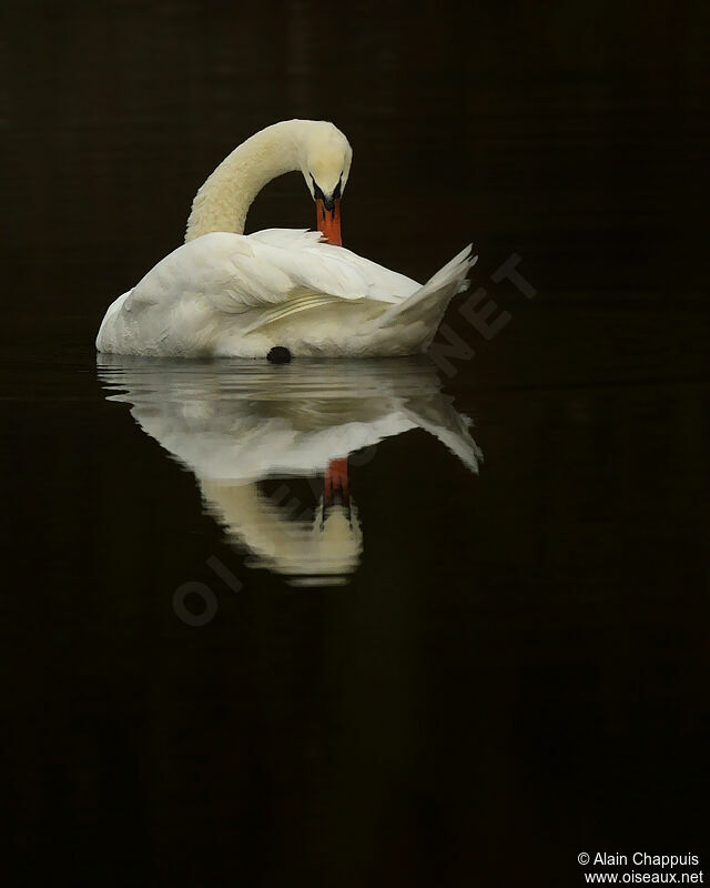 Cygne tuberculé mâle adulte, identification, Comportement