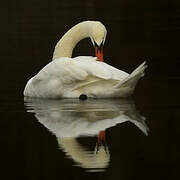 Mute Swan