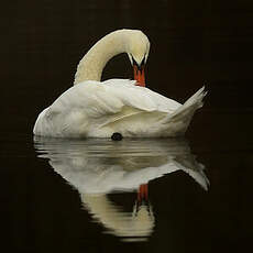 Cygne tuberculé