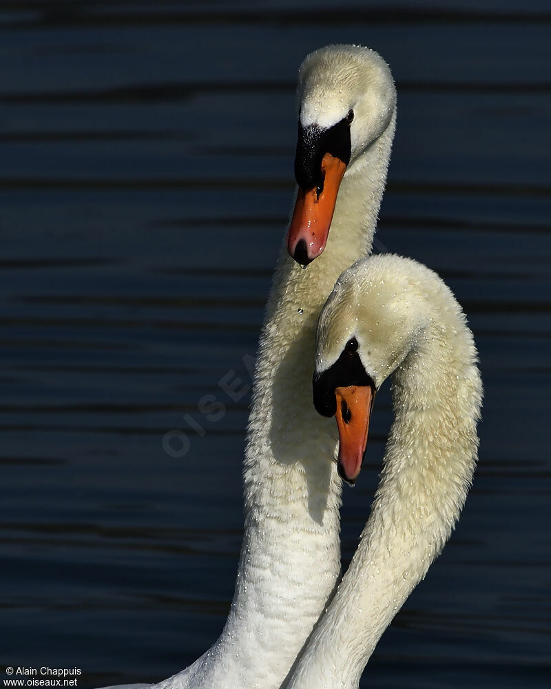 Cygne tuberculé adulte, identification, Nidification, Comportement