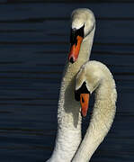 Mute Swan