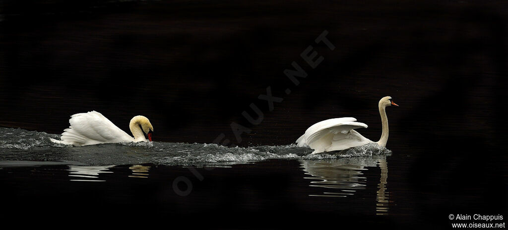 Mute Swan male adult, identification, Reproduction-nesting, Behaviour